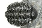 Phacopid (Adrisiops) Trilobite - Jbel Oudriss, Morocco #251628-3